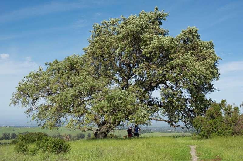 Two mountain bike riders take a break in the shade of the tree as they enjoy the view.