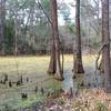 There are seasonal wetlands beside the trail. This is what that looks like. The trail itself is usually dry.