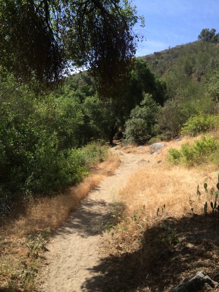 A sandy patch of trail.