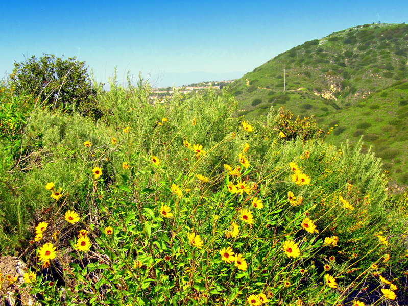 Common California Daisies.