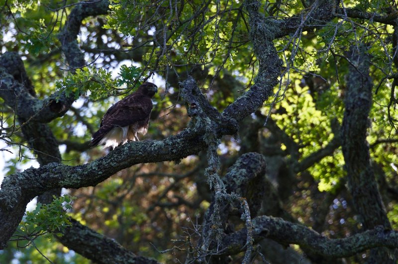 A hawk sits in a tree next to the trail.  The preserve is great for birding as it is home to a wide variety of them.