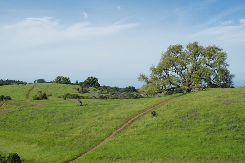 A mountain biker heads off to the Bowl Loop Trail after completing Bowl Loop.