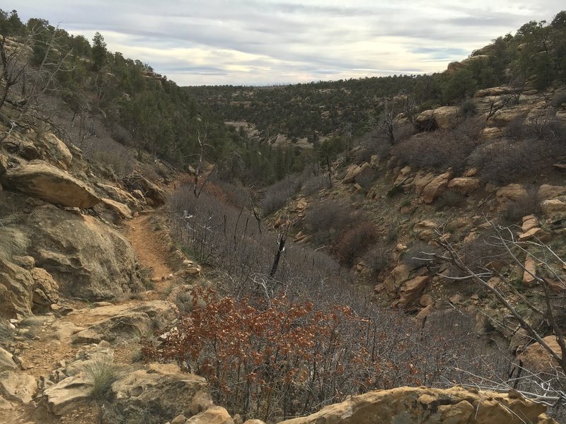 After cruising along the green shady creekbed, you take this mellow climb back up the the dry Mesa top.