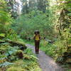 Embarking on a Hoh Rainforest journey.