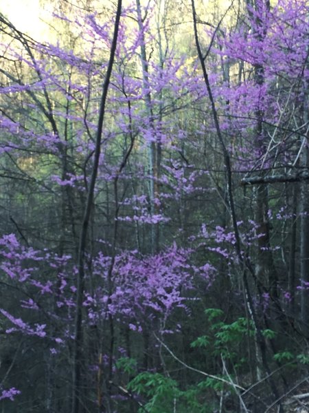 Redbuds in bloom near High Shoals Trail.