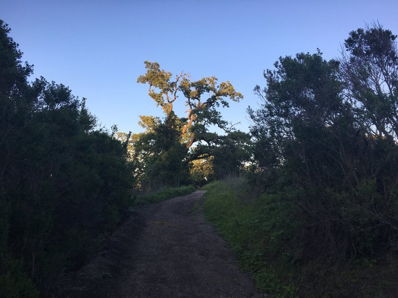 The trail at sunset.