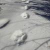 Coyote tracks in the snow