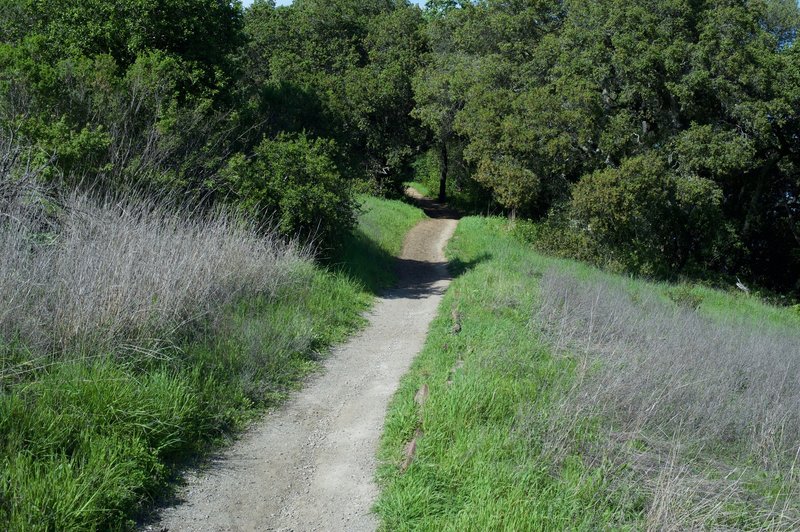 The trail as it climbs from the Arastradero Creek Trail.