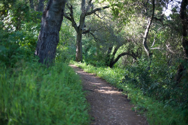 The trail as it snakes it's way through the trees.