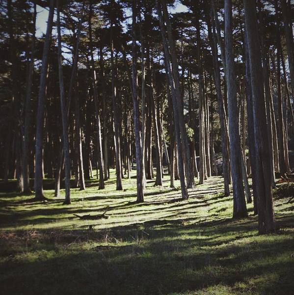 There are many trees along the Ecology Trail.