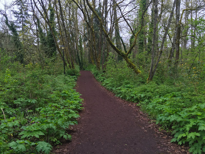 Some of the wooded sections of Pre's Trail feel far from the city.