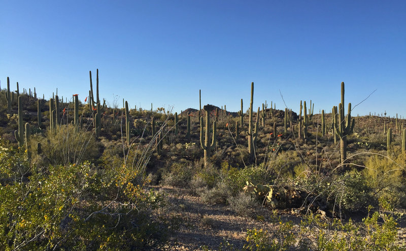 Thousands of saguaro cacti grow in the hills of Saguaro National Park's Tucson Mountain District.