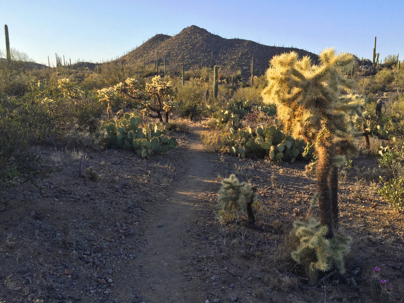 Cholla and prickly pear cacti can grow close to the path on Thunderbird and Brittlebrush. You'll probably come away with a few scratches.