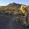 Cholla and prickly pear cacti can grow close to the path on Thunderbird and Brittlebrush. You'll probably come away with a few scratches.