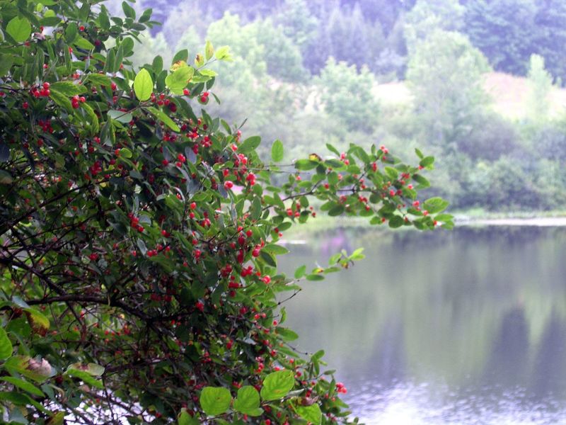 The Salmon Falls can be seen from the end of the Scoutland Trail.