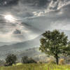 Lonely tree - Carpineti Italy.