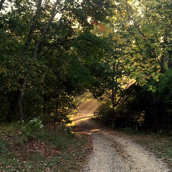 Sunlight streaming through the trees at Hildacy Farm Preserve.