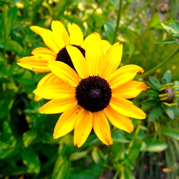 Flower in the meadow at Hildacy Farm Preserve.