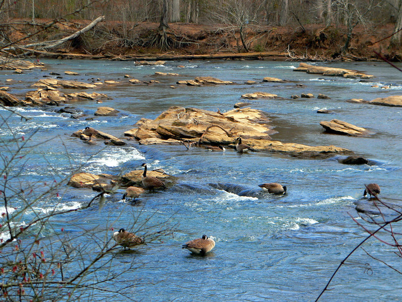 Geese at Island Ford, Chattahoochee National Recreation Area.