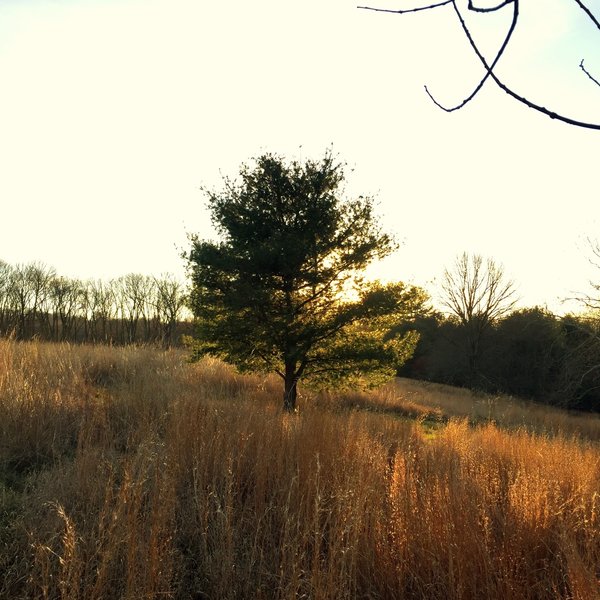 A lone tree in the meadow at Hildacy Farm.