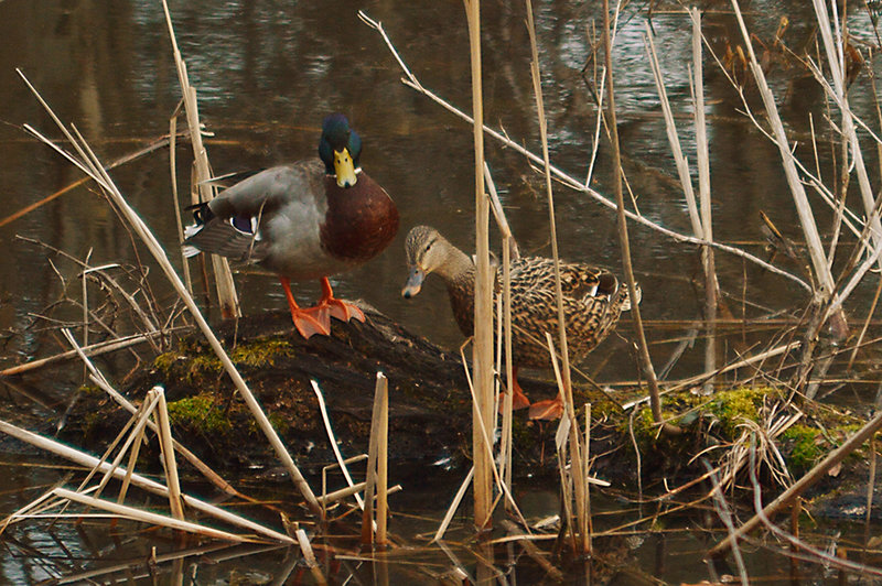 Ducks in the wetlands at Hildacy Farm Preserve.