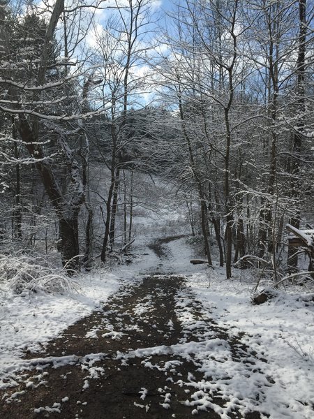 The trail to the meadow from the parking lot.