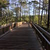 Boardwalk going to Tarflower Trail.