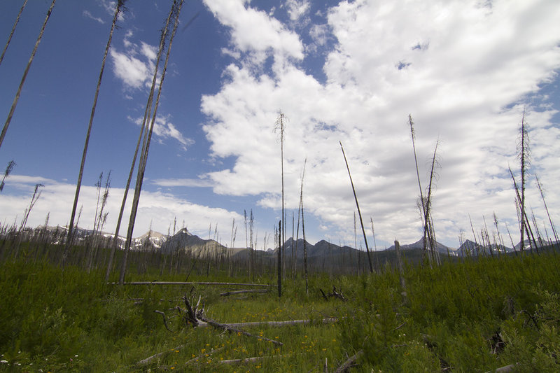 View of the North Fork area of Glacier from Akokala Creek