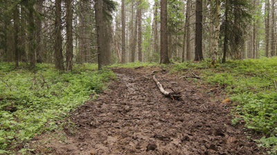 Use from horses on trail.