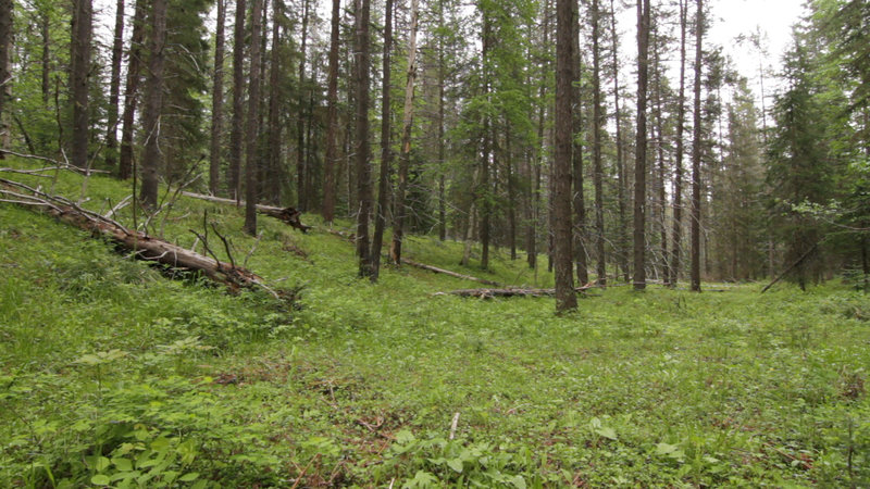 Forest along trail.