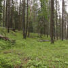 Forest along trail.