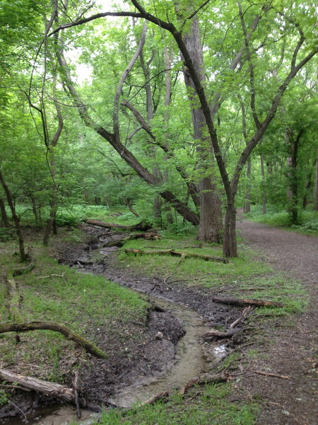 A spring-fed creek in the park.