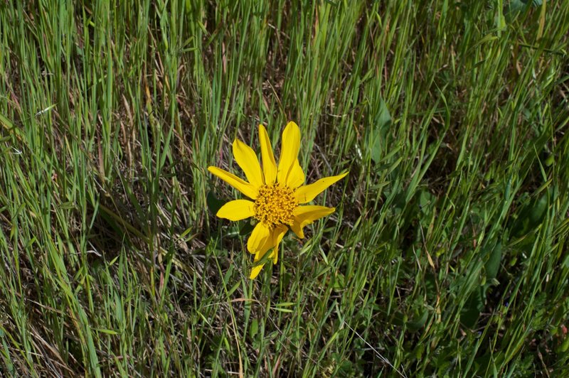 Wildflowers can be seen along the trail in the spring.