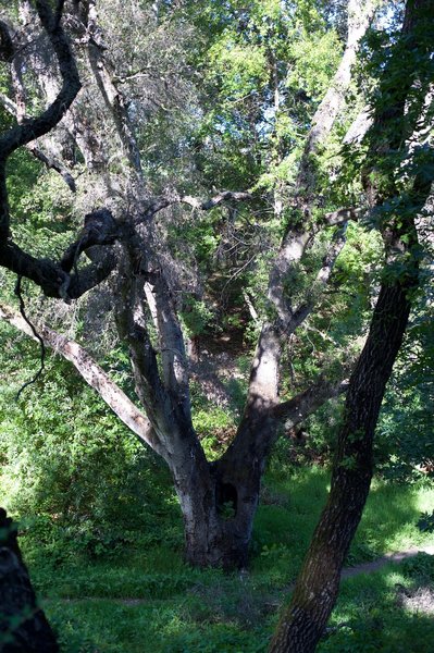 As the trail drops through the woods, large old trees sit alongside the trail.