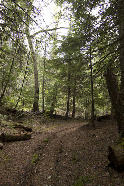 Dark cedar forest on Avalanche Campground Trail