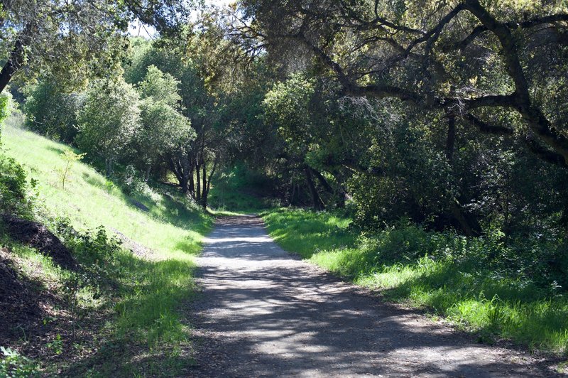 The trail as it departs the Arastradero Trail and continues to follow the creek bed.