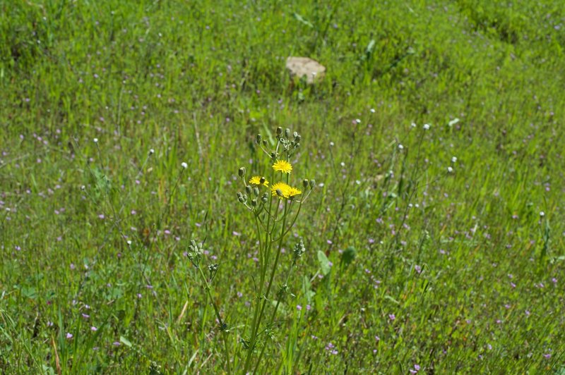 Wildflowers in an open area along the trail.