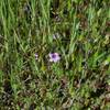 Small wildflowers bloom in the spring.