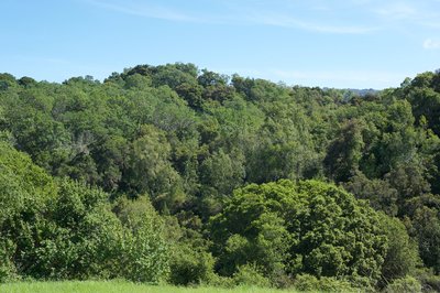 Views of the forest sit off on the left side of the trail.