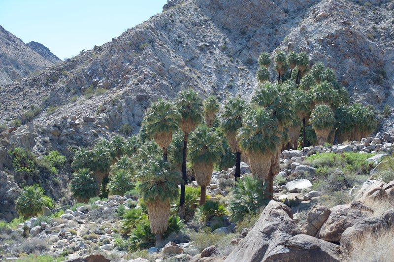 The palm tree oasis at the end of the trail. This area provides shade, food, and water for some of the wildlife that can be found in the park, including bighorn sheep.