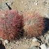 Red barrel cacti sitting alongside the trail.