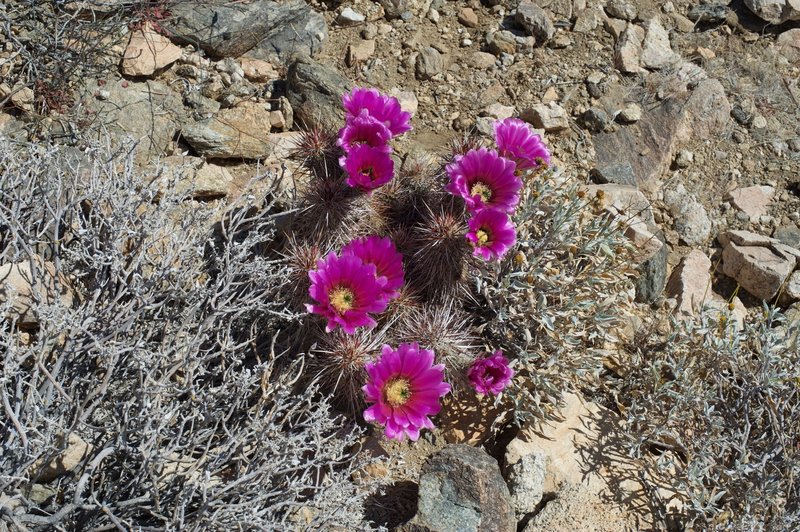 In the spring, flowers bloom alongside the trail. It adds a little bit of color to the desert landscape.