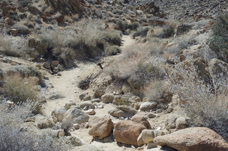 The trail is rockier on the downhill part, providing a few obstacles that have to be navigated as you descend.