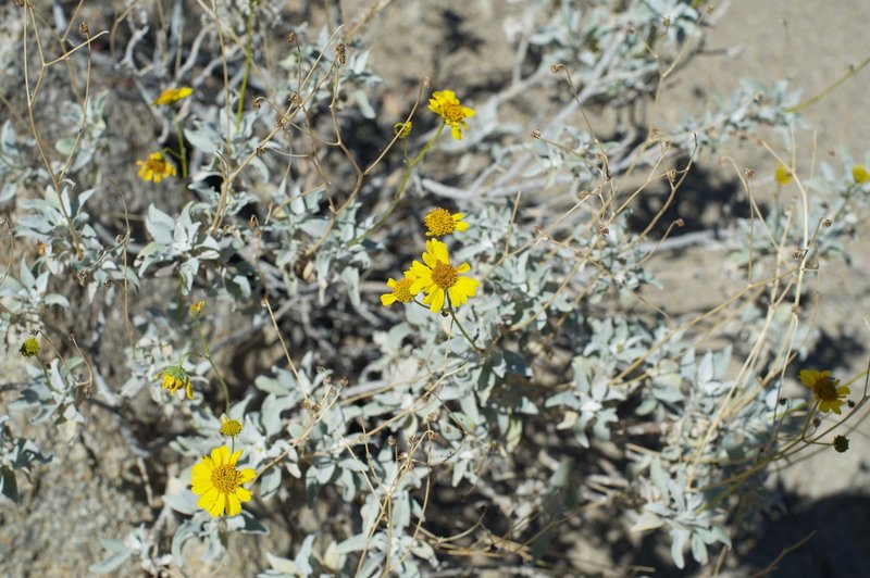 Small yellow flowers can be seen along the trail in the spring.