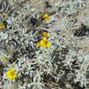 Small yellow flowers can be seen along the trail in the spring.