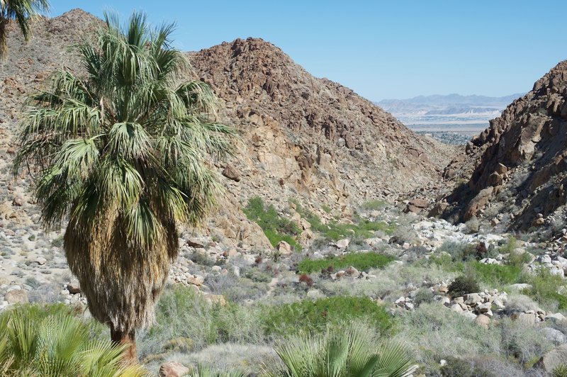 A palm tree and a view down the canyon await at the end of the trail.