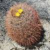 A red barrel cactus blooms in the spring. The yellow flowers attract bees, so be careful admiring their beauty.