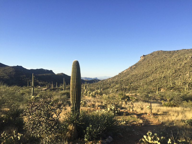 Looking back down the canyon and the sea of saguaro.