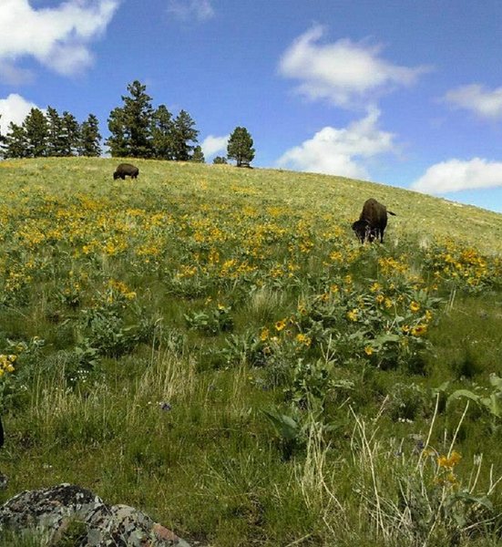 Bison grazing along Bitterroot Trail in the National Bison Range, MT.