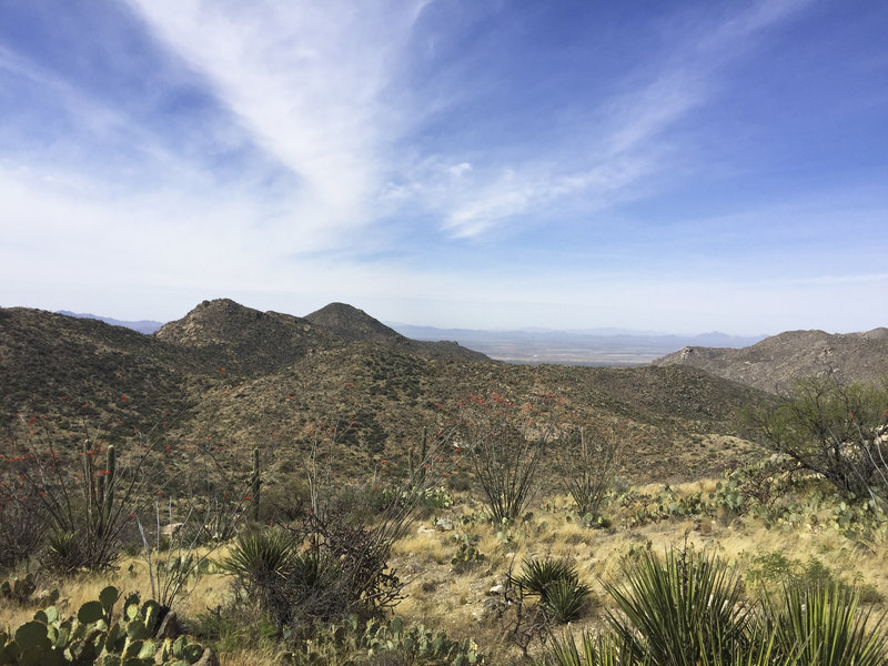 Incredible views from up high in the Tortolitas.